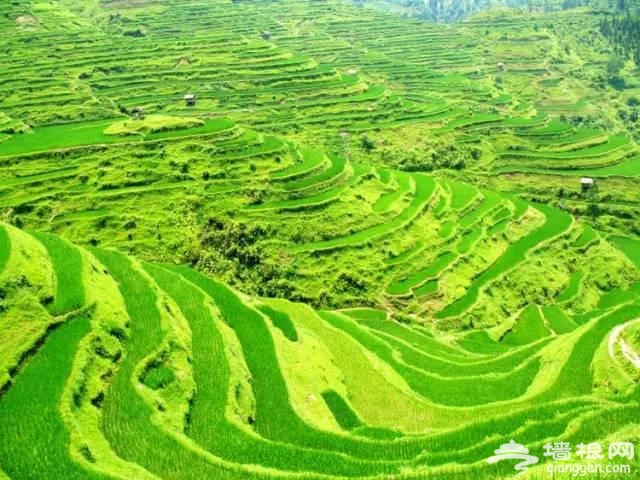 中国十大最美梯田你知道吗？[墙根网]