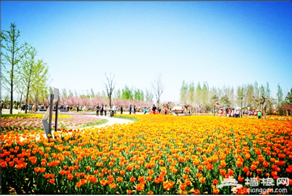 2016年北京京郊顺义区春季活动[墙根网]