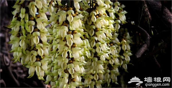 2016天鹿湖禾雀花节攻略