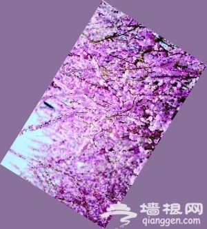 京城郊区春季赏花时间表和路线图[墙根网]