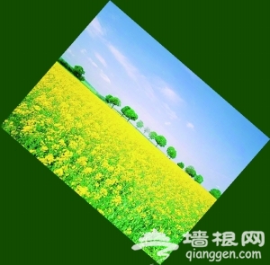 京城郊区春季赏花时间表和路线图[墙根网]