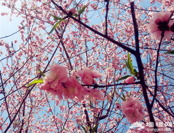 这个春天 在北京赏五种花最佳地儿[墙根网]