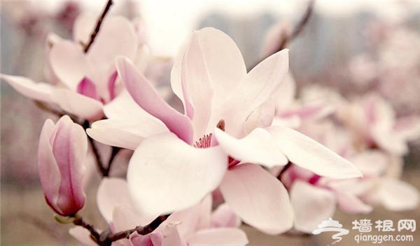 这个春天 在北京赏五种花最佳地儿[墙根网]