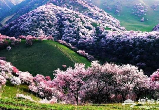 2016第七届伊犁杏花旅游节4月2日盛装启幕