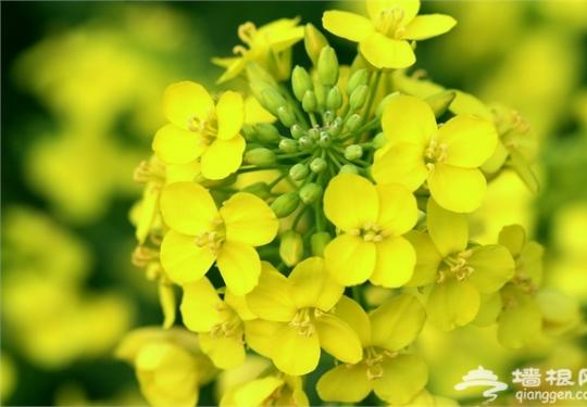 2016年首届龙宫油菜花旅游节即将开幕