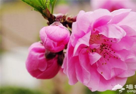 这个春天 在北京赏五种花最佳地儿