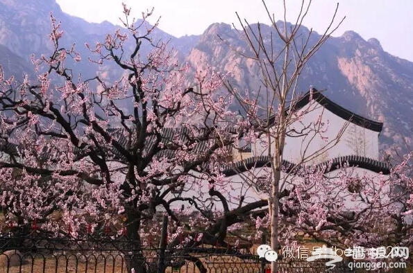 3月到5月，北京最该去的地方！[墙根网]