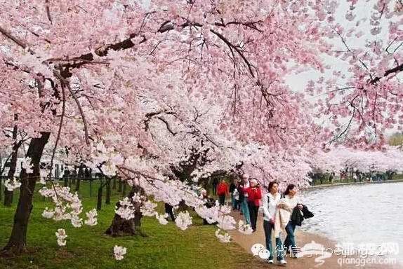 3月到5月，北京最该去的地方！[墙根网]