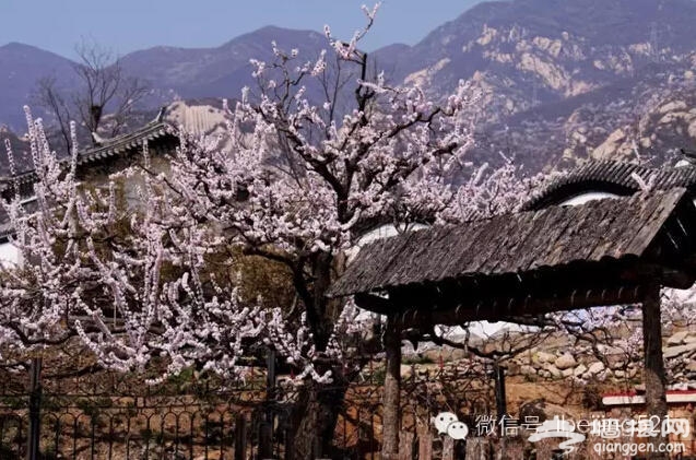 3月到5月，北京最该去的地方！[墙根网]