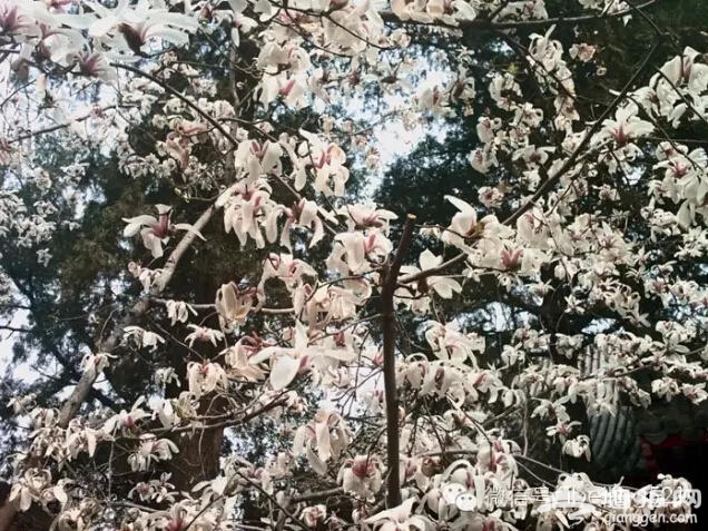 3月到5月，北京最该去的地方！[墙根网]