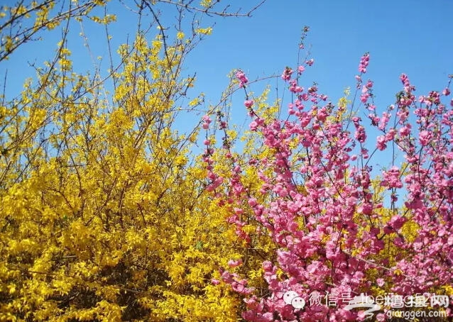 3月到5月，北京最该去的地方！[墙根网]