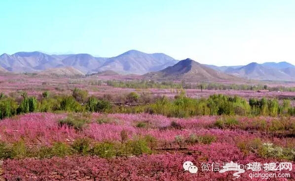 3月到5月，北京最该去的地方！[墙根网]