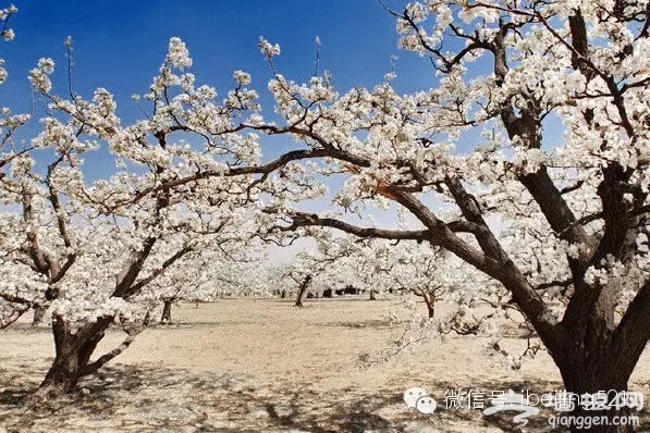 3月到5月，北京最该去的地方！[墙根网]