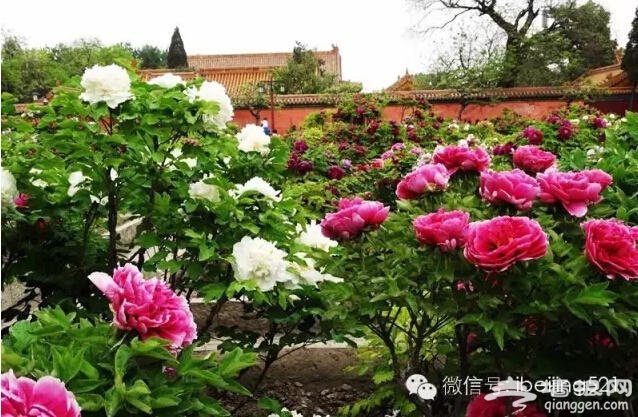 3月到5月，北京最该去的地方！[墙根网]