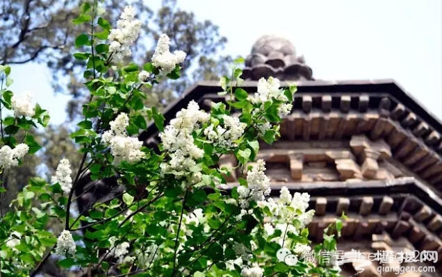 3月到5月，北京最该去的地方！[墙根网]