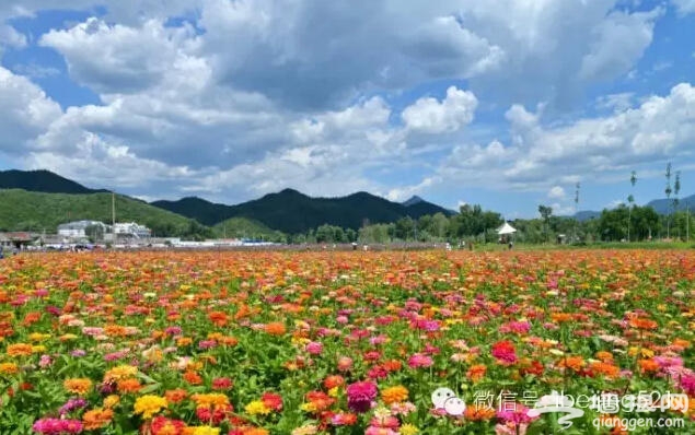 3月到5月，北京最该去的地方！[墙根网]