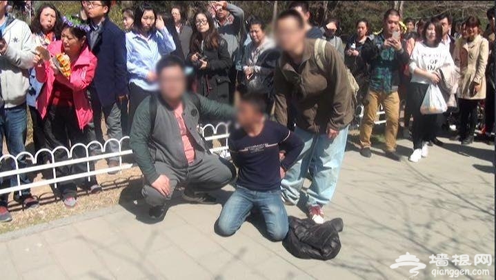 玉渊潭樱花节首日 3扒手落网[墙根网]