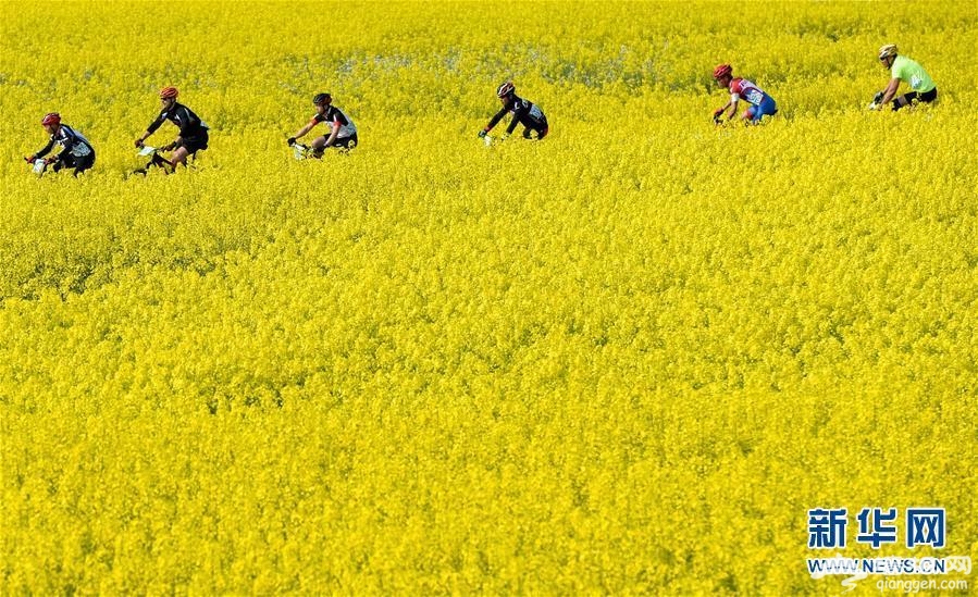黄山国际山地车公开赛 油菜花田春意盎然[墙根网]