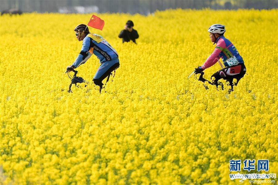 黄山国际山地车公开赛 油菜花田春意盎然[墙根网]
