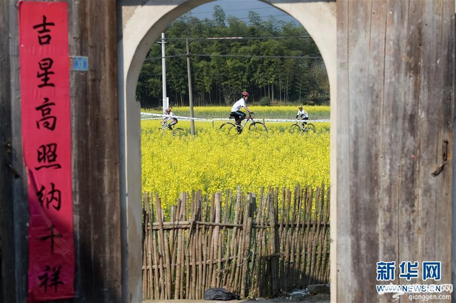 黄山国际山地车公开赛 油菜花田春意盎然[墙根网]