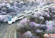 居庸关花海最佳拍摄地封闭