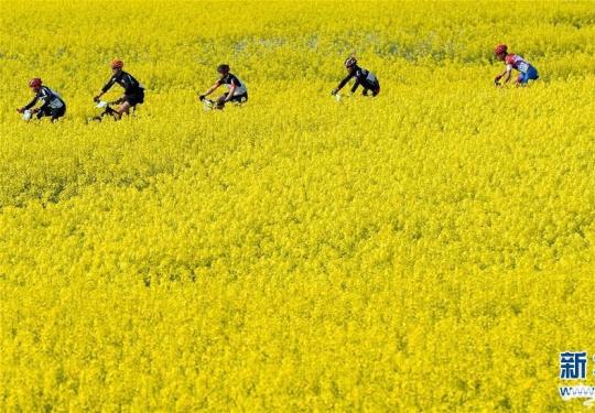 黄山国际山地车公开赛 油菜花田春意盎然