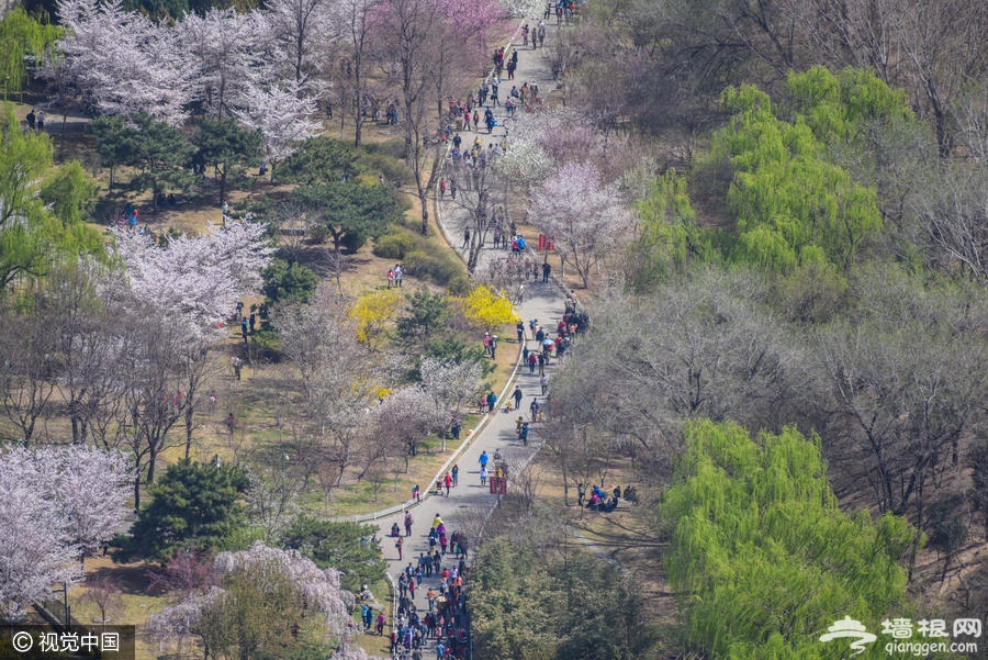 玉渊潭公园樱花进入盛花期[墙根网]