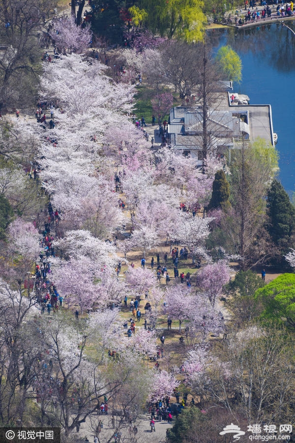 玉渊潭公园樱花进入盛花期[墙根网]