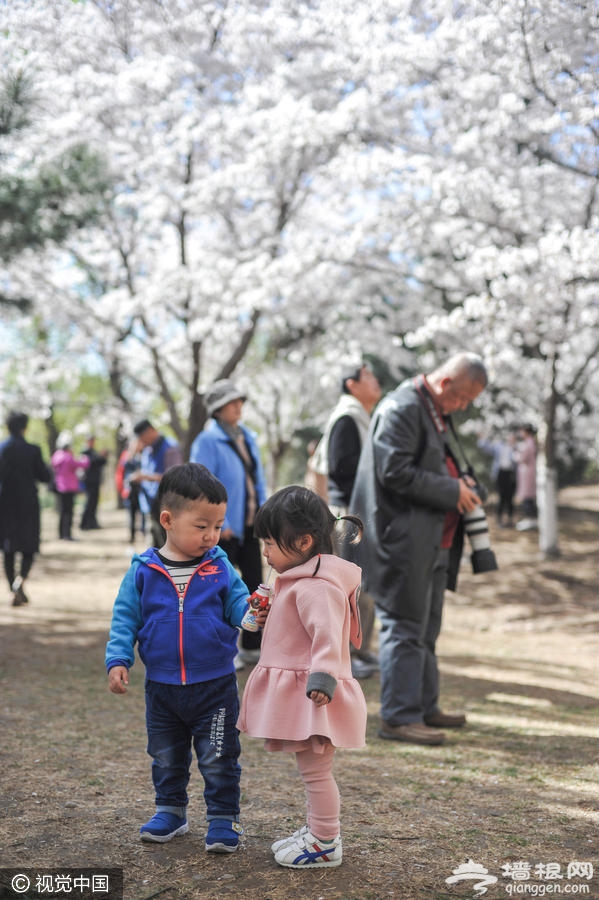 玉渊潭公园樱花进入盛花期[墙根网]