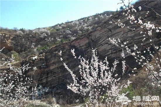 北京周边4月旅游路线推荐 踏青赏花高品质游玩线路[墙根网]