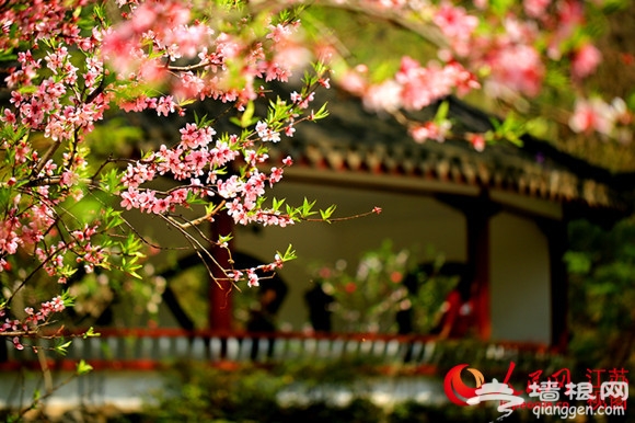 南京栖霞山桃花进入最佳观赏期 门票维持25元[墙根网]