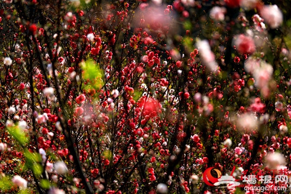 南京栖霞山桃花进入最佳观赏期 门票维持25元[墙根网]