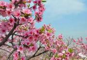 北京密云区春季赏花指南
