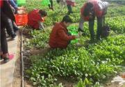 北京4月带孩子去哪里玩 京郊亲子采摘园推荐