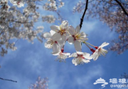 京城春日里的三大花事