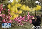 圆明园里踏青去