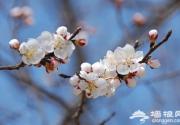 2019年北京幽谷神潭第十二届杏花节攻略