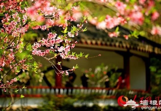 南京栖霞山桃花进入最佳观赏期 门票维持25元