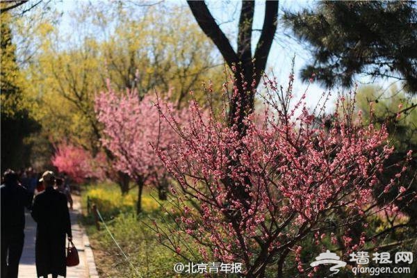昨天7万人畅游北京植物园[墙根网]