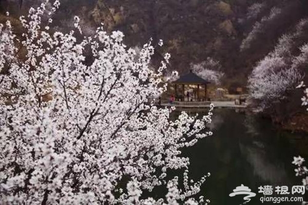 北京怀柔水长城春季赏杏花攻略[墙根网]