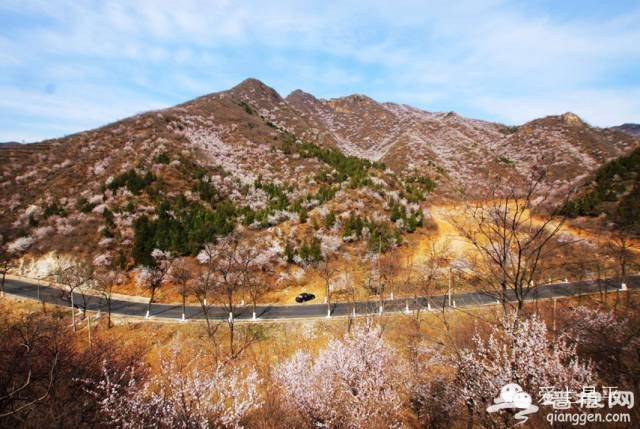 北京最美的春天，在昌平这7条公路上[墙根网]