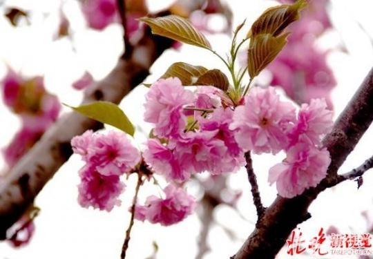 亚马逊巨型昆虫王国之恐龙蝴蝶谷取消  兴高采烈去游园 结果吃了闭门羹