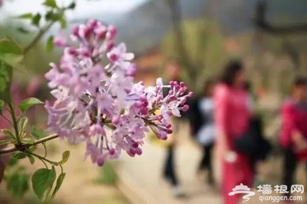 北京怀柔水长城春季赏丁香花攻略[墙根网]