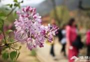 北京怀柔水长城春季赏丁香花攻略