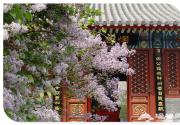古寺赏丁香 戒台寺古丁香赏花攻略