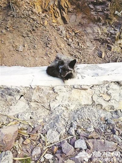 怀柔山区“闹狐狸”该由谁负责 背后利益链揭露