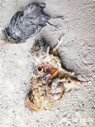 怀柔山区“闹狐狸”该由谁负责 背后利益链揭露