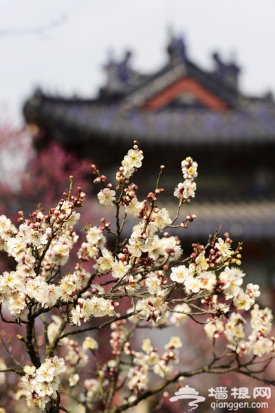 江苏“南京梅花山梅花节”