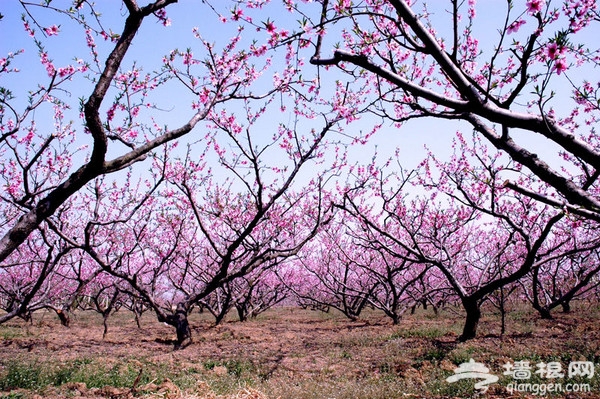 安徽“合肥长丰·陶楼第10届桃花节”