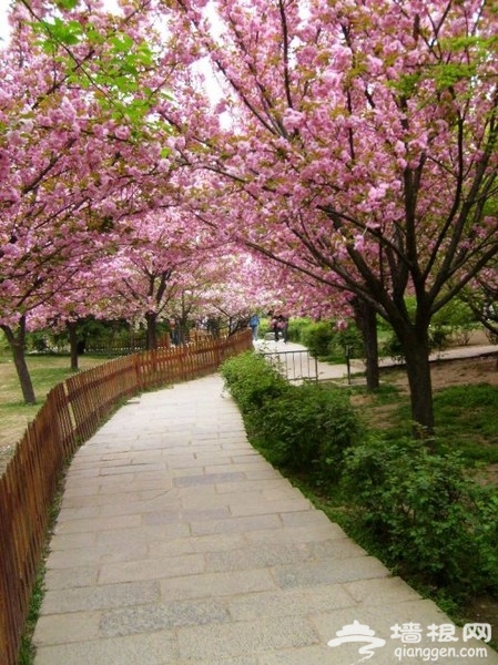 山西“西安青龙寺樱花节”